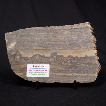 STROMATOLITE, Duck Creek, Lower Proterozoic, Australia ZDC019