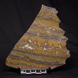 STROMATOLITE, Duck Creek, Lower Proterozoic, Australia ZDC020