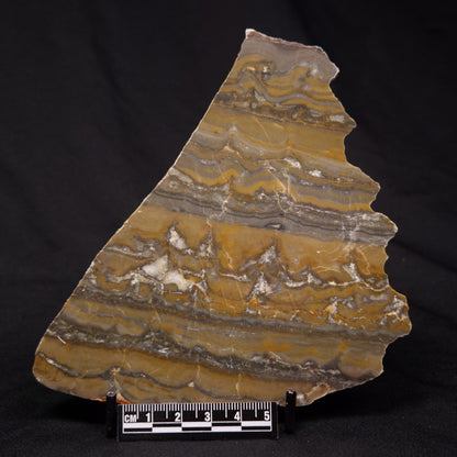 STROMATOLITE, Duck Creek, Lower Proterozoic, Australia ZDC020