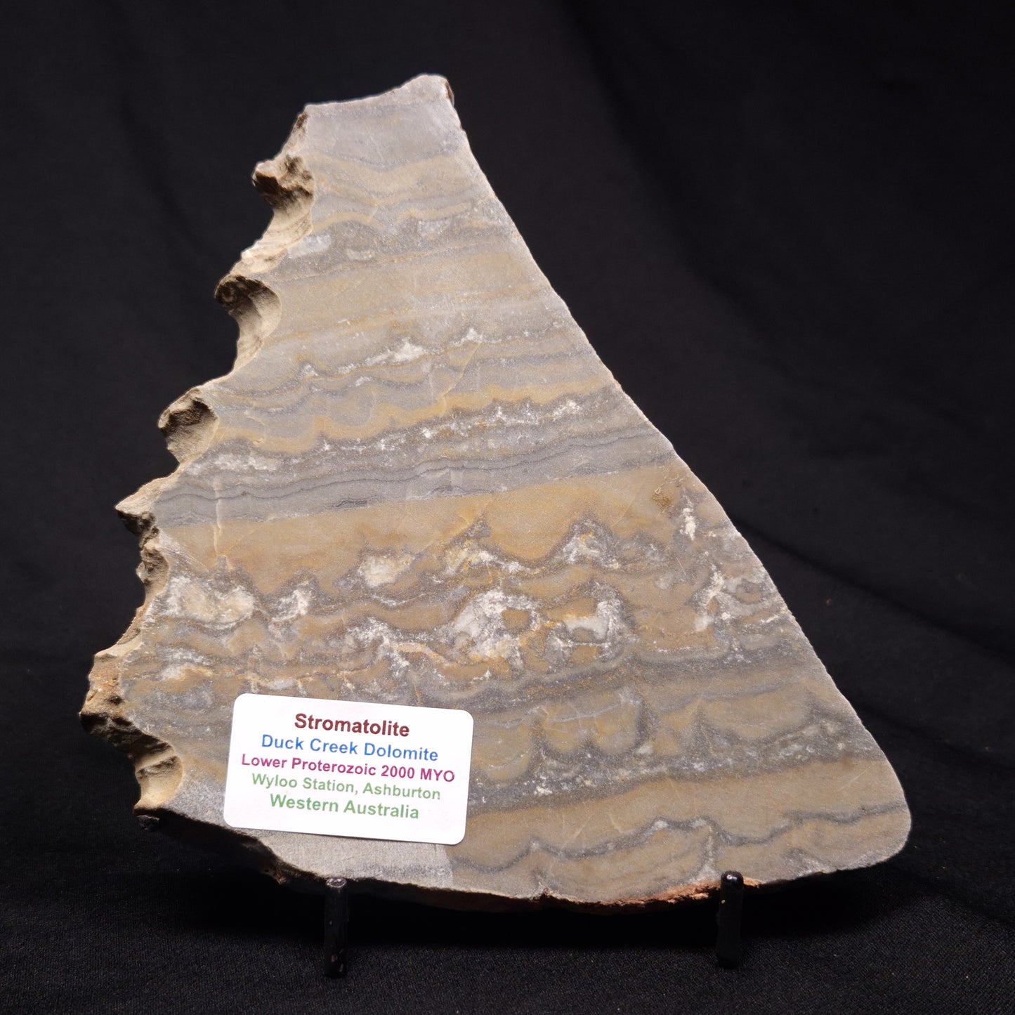 STROMATOLITE, Duck Creek, Lower Proterozoic, Australia ZDC020