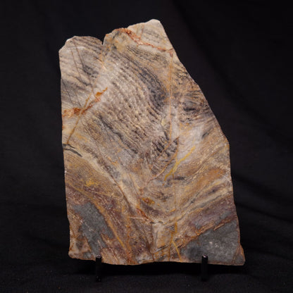 STROMATOLITE, Archean, Australia ZSL013