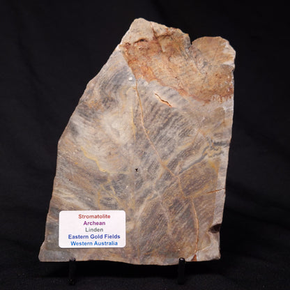 STROMATOLITE, Archean, Australia ZSL013