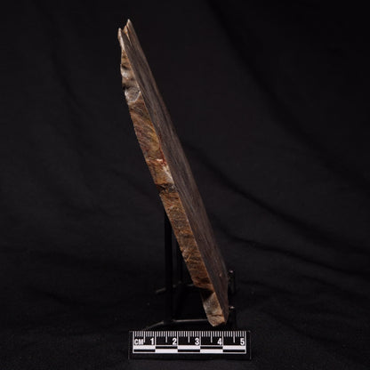 STROMATOLITE, Archean, Australia ZSL013
