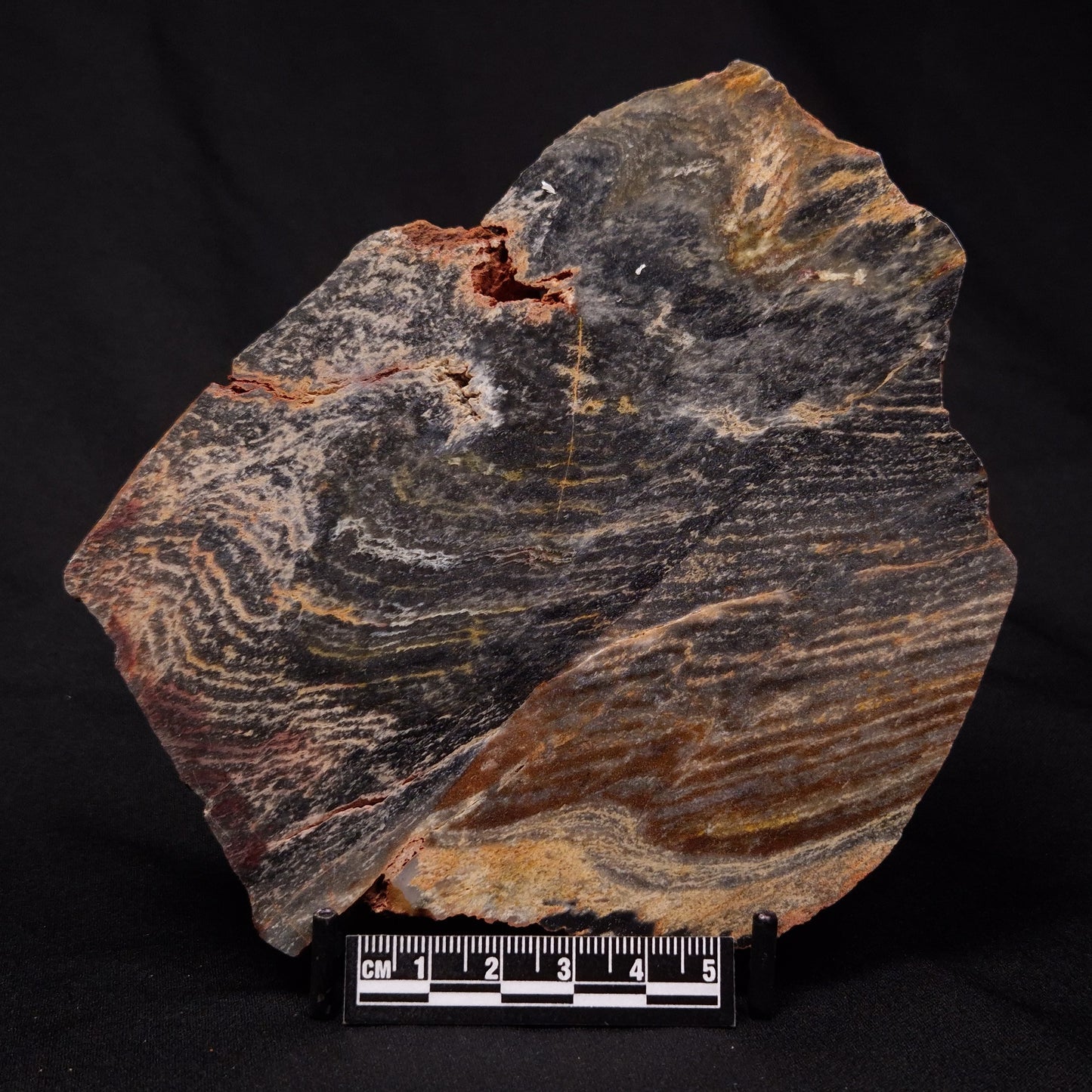 STROMATOLITE, Archean, Australia ZSL014