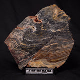 STROMATOLITE, Archean, Australia ZSL014