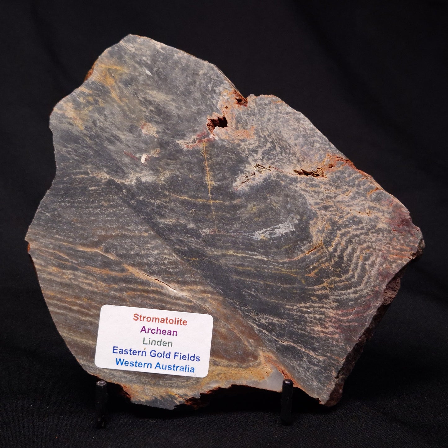 STROMATOLITE, Archean, Australia ZSL014