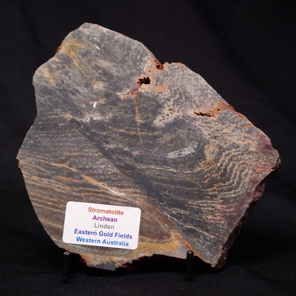STROMATOLITE, Archean, Australia ZSL014
