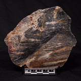 STROMATOLITE, Archean, Australia ZSL015