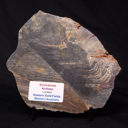 STROMATOLITE, Archean, Australia ZSL015
