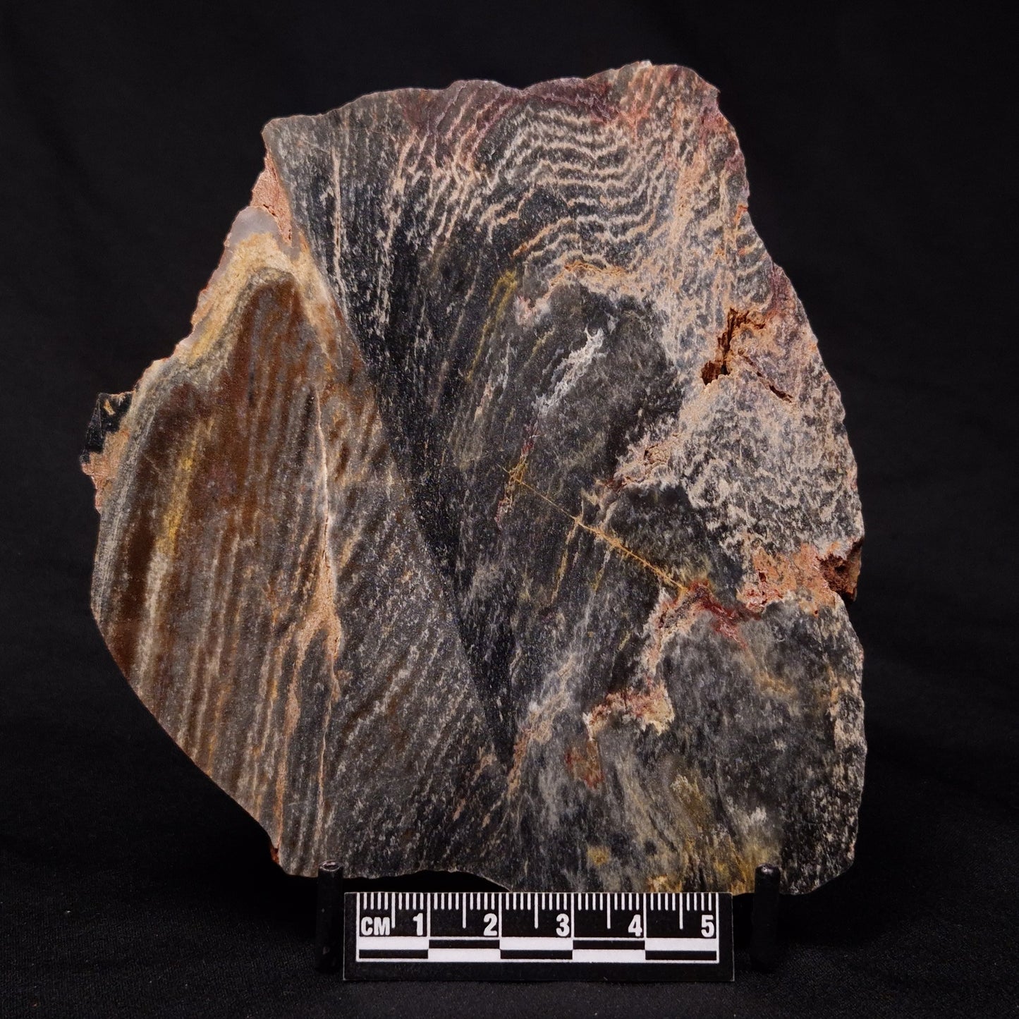 STROMATOLITE, Archean, Australia ZSL016