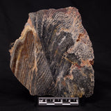 STROMATOLITE, Archean, Australia ZSL016