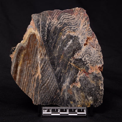 STROMATOLITE, Archean, Australia ZSL016