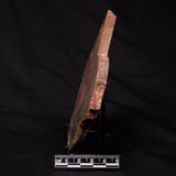 STROMATOLITE, Archean, Australia ZSL017