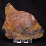 STROMATOLITE, Archean, Australia ZSL018