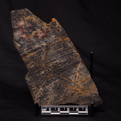 STROMATOLITE, Archean, Australia ZSL021