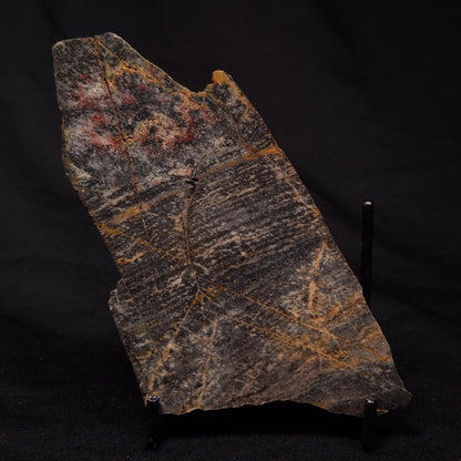 STROMATOLITE, Archean, Australia ZSL021