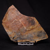STROMATOLITE, Archean, Australia ZSL022