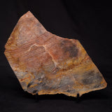 STROMATOLITE, Archean, Australia ZSL022