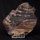 STROMATOLITE, Archean, Australia ZSL023