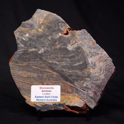 STROMATOLITE, Archean, Australia ZSL023