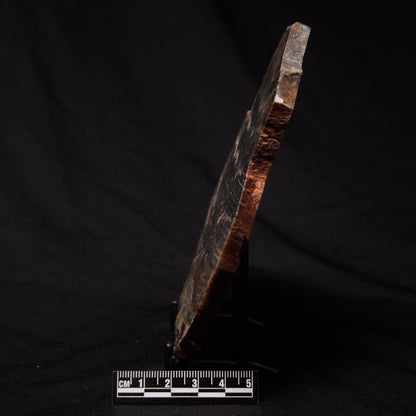 STROMATOLITE, Archean, Australia ZSL023