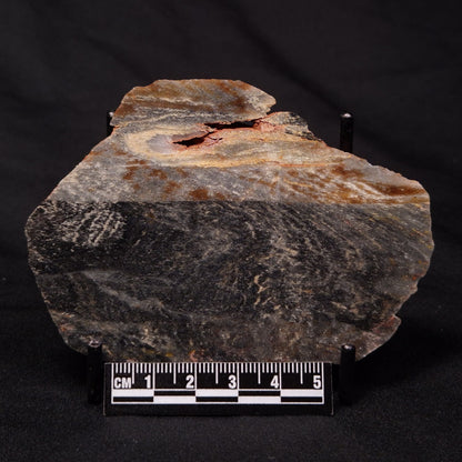 STROMATOLITE, Archean, Australia ZSL025