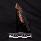 STROMATOLITE, Archean, Australia ZSL025