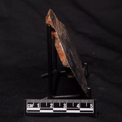 STROMATOLITE, Archean, Australia ZSL025