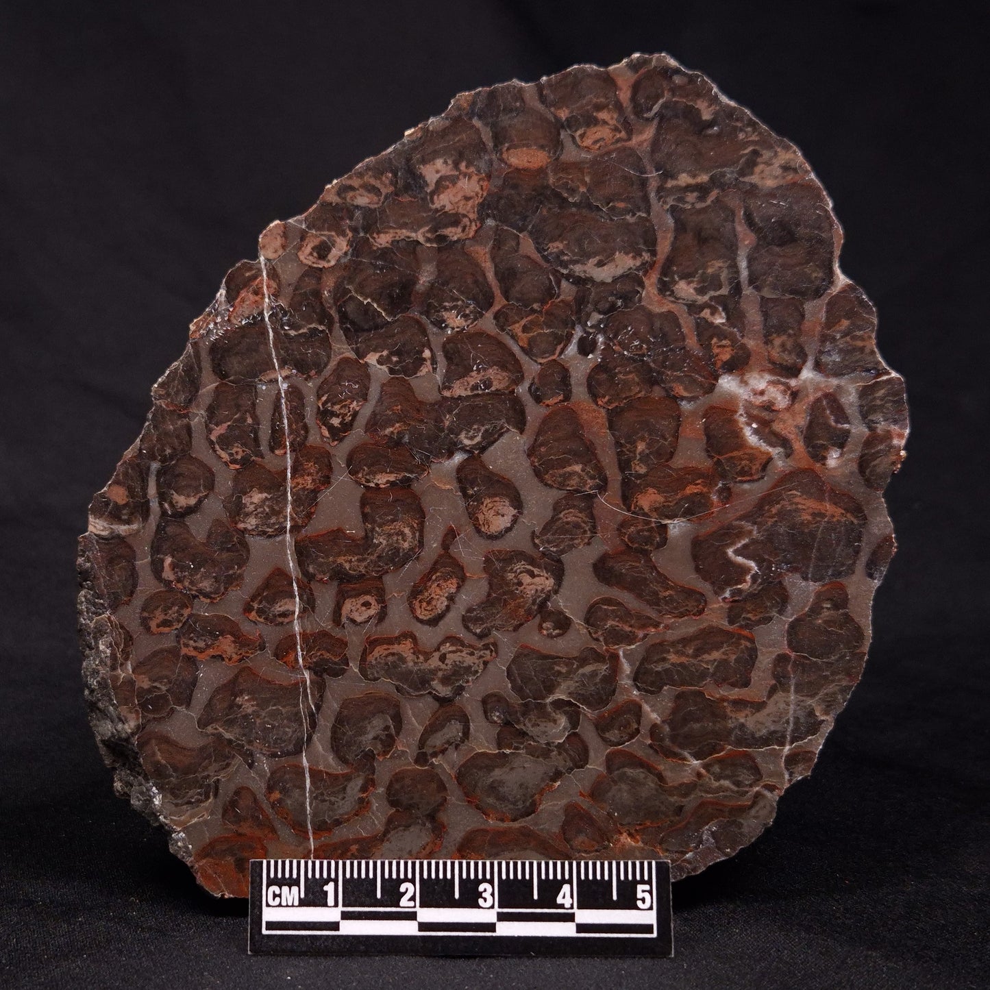 INZERIA INTIA STROMATOLITE, Proterozoic, Australia ZII002