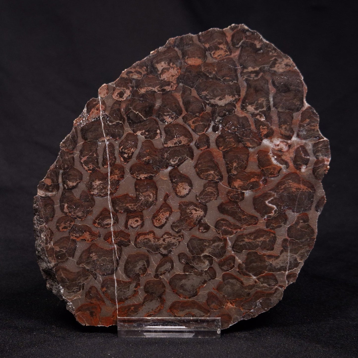 INZERIA INTIA STROMATOLITE, Proterozoic, Australia ZII002