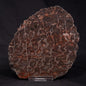 INZERIA INTIA STROMATOLITE, Proterozoic, Australia ZII002