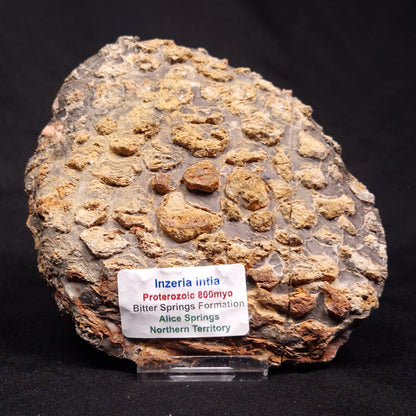 INZERIA INTIA STROMATOLITE, Proterozoic, Australia ZII002