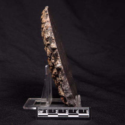 INZERIA INTIA STROMATOLITE, Proterozoic, Australia ZII002