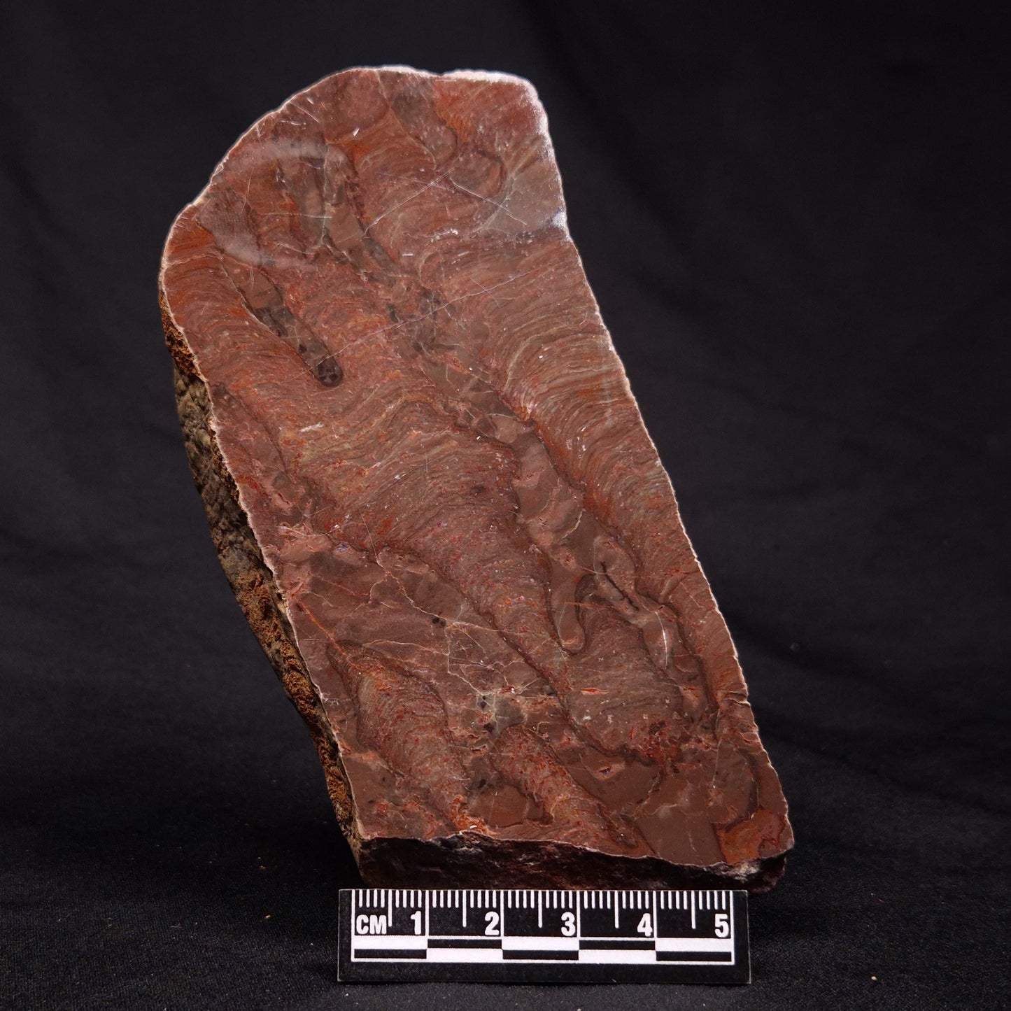 INZERIA INTIA STROMATOLITE, Proterozoic, Australia ZII003