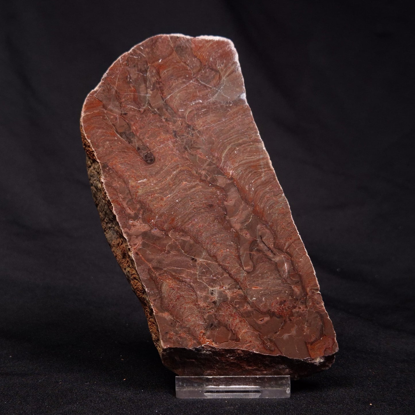 INZERIA INTIA STROMATOLITE, Proterozoic, Australia ZII003