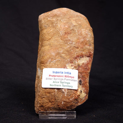 INZERIA INTIA STROMATOLITE, Proterozoic, Australia ZII003