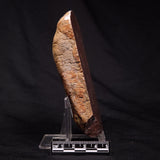 INZERIA INTIA STROMATOLITE, Proterozoic, Australia ZII003