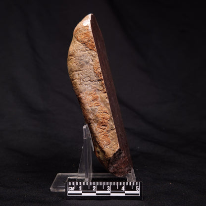 INZERIA INTIA STROMATOLITE, Proterozoic, Australia ZII003