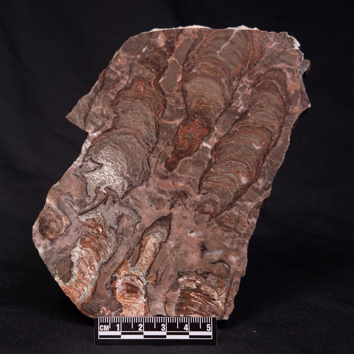 INZERIA INTIA STROMATOLITE, Proterozoic, Australia ZII004