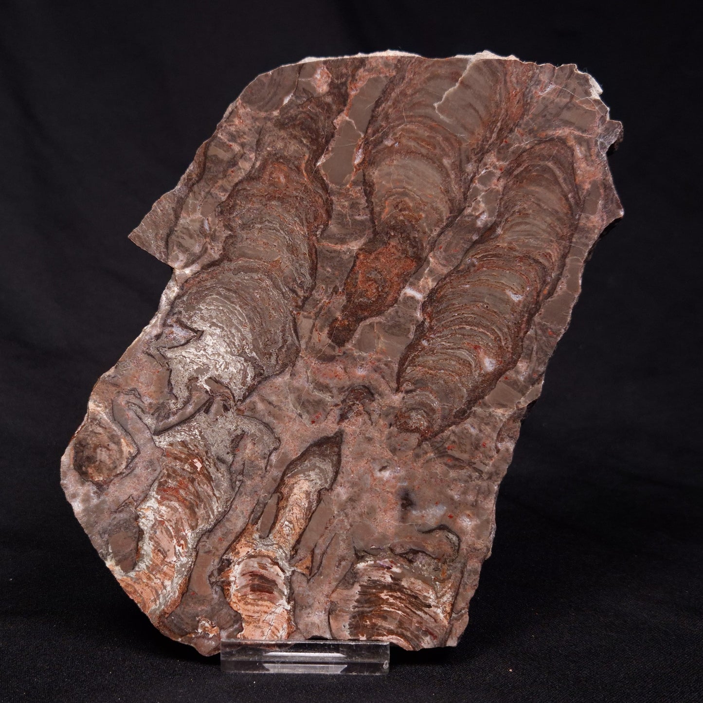 INZERIA INTIA STROMATOLITE, Proterozoic, Australia ZII004
