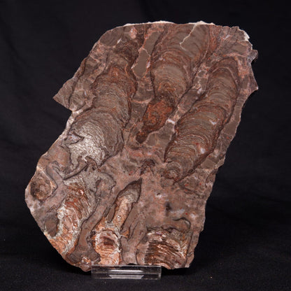 INZERIA INTIA STROMATOLITE, Proterozoic, Australia ZII004