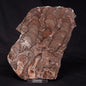 INZERIA INTIA STROMATOLITE, Proterozoic, Australia ZII004