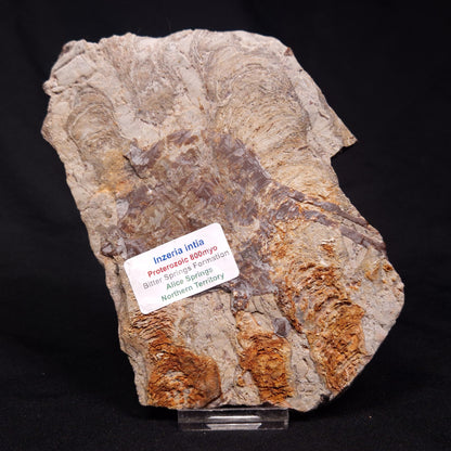 INZERIA INTIA STROMATOLITE, Proterozoic, Australia ZII004