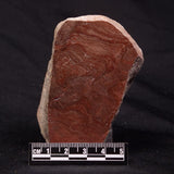 INZERIA INTIA STROMATOLITE, Proterozoic, Australia ZII005