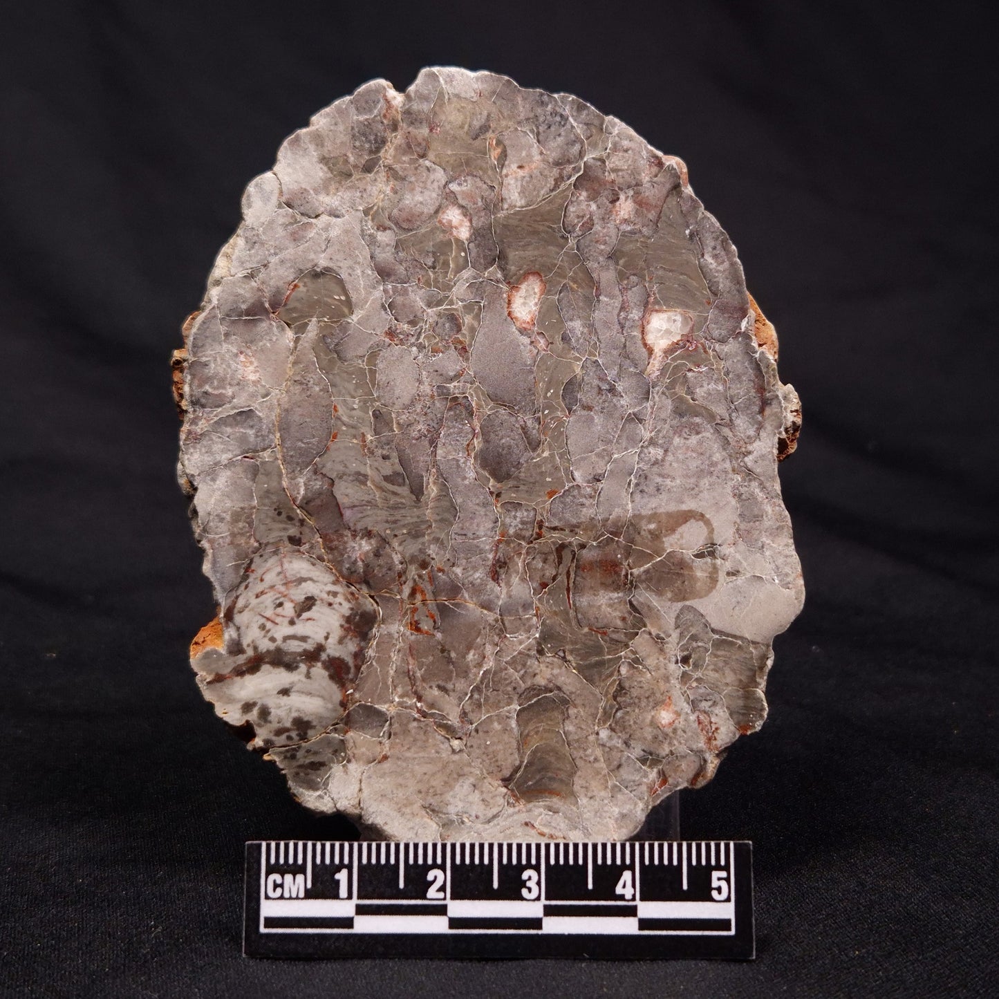 INZERIA INTIA STROMATOLITE, Proterozoic, Australia ZII006
