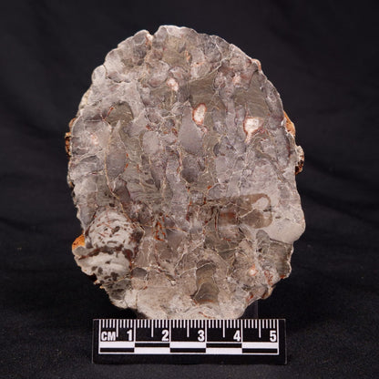 INZERIA INTIA STROMATOLITE, Proterozoic, Australia ZII006