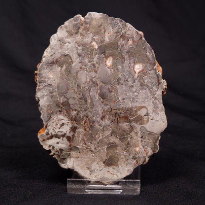 INZERIA INTIA STROMATOLITE, Proterozoic, Australia ZII006