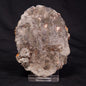 INZERIA INTIA STROMATOLITE, Proterozoic, Australia ZII006