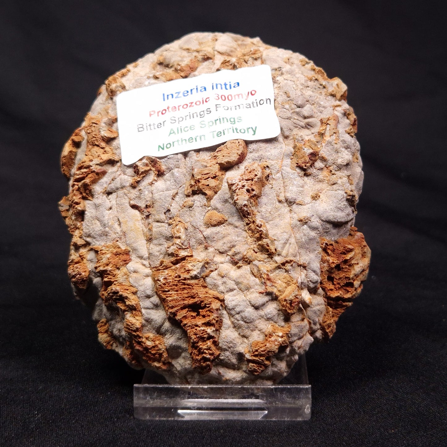 INZERIA INTIA STROMATOLITE, Proterozoic, Australia ZII006