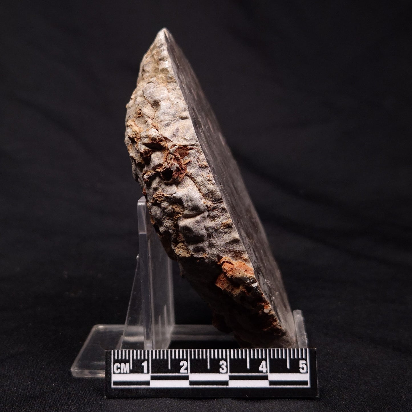 INZERIA INTIA STROMATOLITE, Proterozoic, Australia ZII006